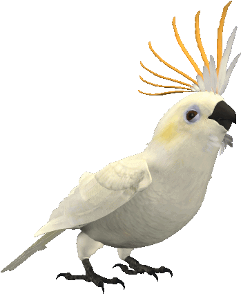 Word Of The Day - Parrot Animated Gif (500x500)