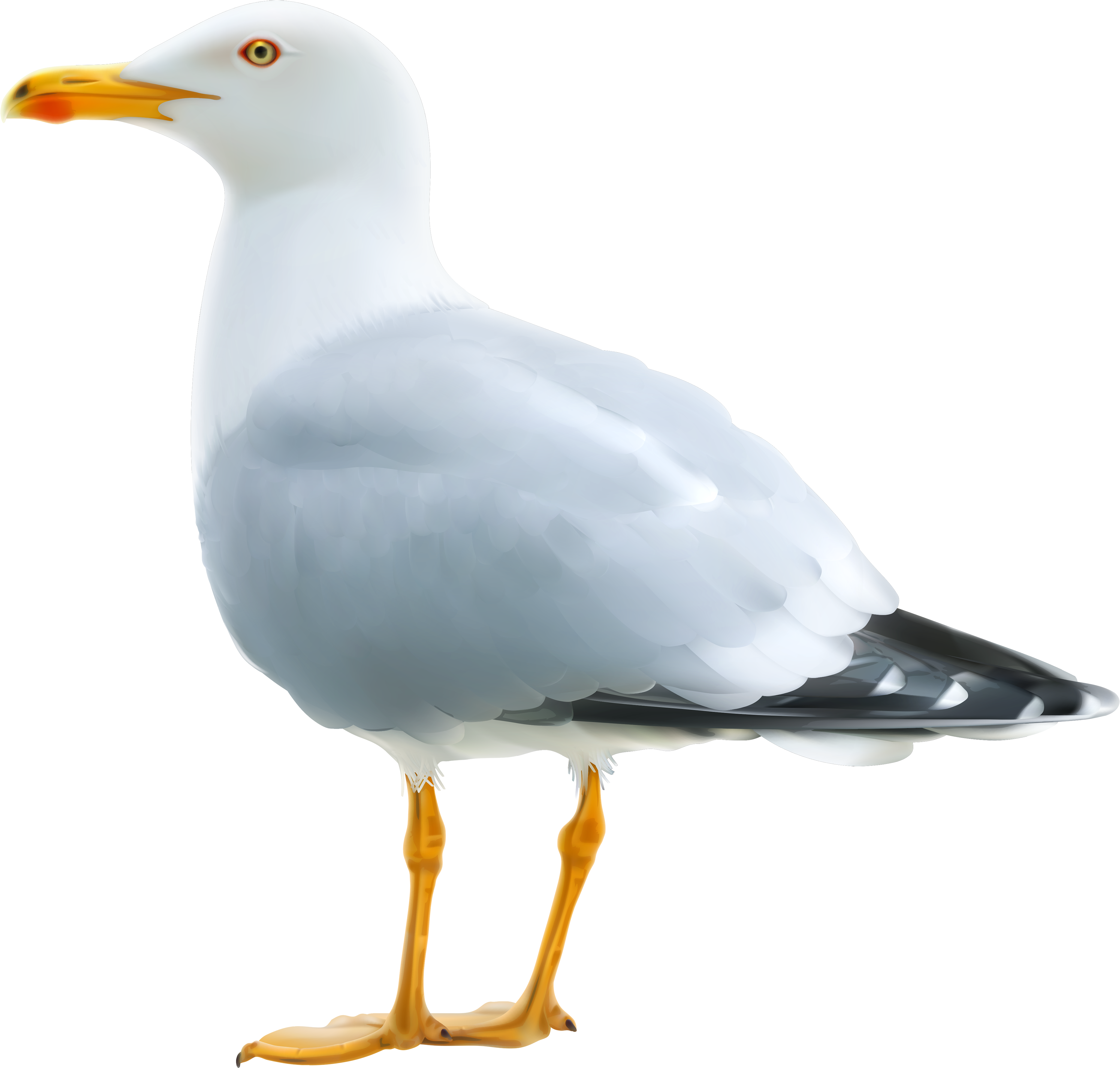 Seagull Png Clipart Image - Seagull Png (3500x3336)