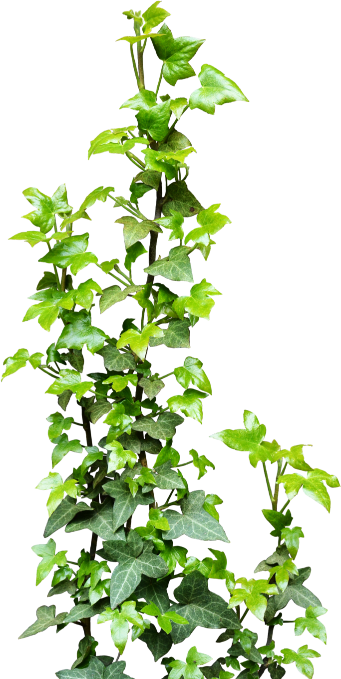 Ivy Vine Plant Clip Art - Climbing Vine Png (1024x1536)