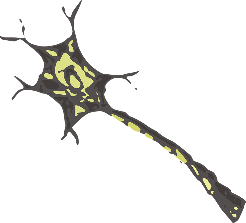 Neuron Clipart Transparent - Neuron Without Background (793x720)