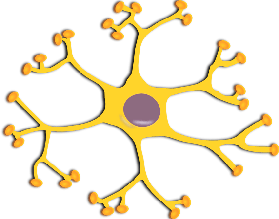 Neuron Interneuron Clip Art - News (600x449)