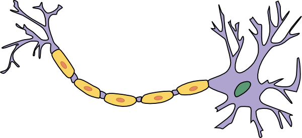 Neuron With Axon Clip Art - Neuron (600x275)