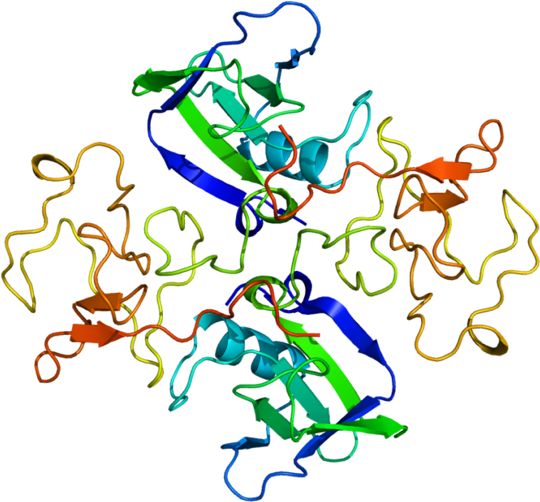 Hgf Promotes The Survival Of Motor Neurons That Innervate - Factor De Crecimiento De Hepatocitos (800x747)
