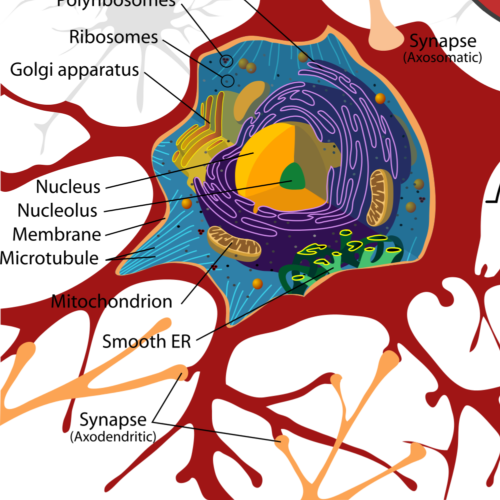 Dopamine Controls Formation Of New Brain Cells Karolinska - Congenital Insensitivity To Pain With Anhidrosis Chromosome (500x500)