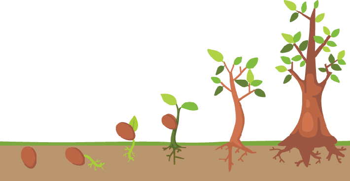 Tree Life Cycle - Tree Growing From Seed (710x368)