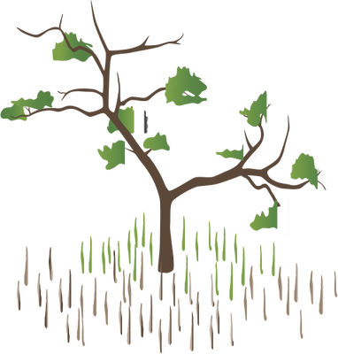Mangrove Clipart Avicennia - Black Mangrove Drawing (382x400)