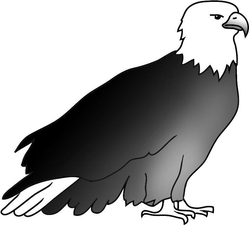 Resting Bald Eagle Drawing - Bald Eagle (850x765)