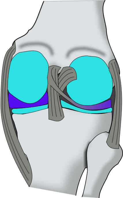 Knee Dorsal - Cross (427x687)