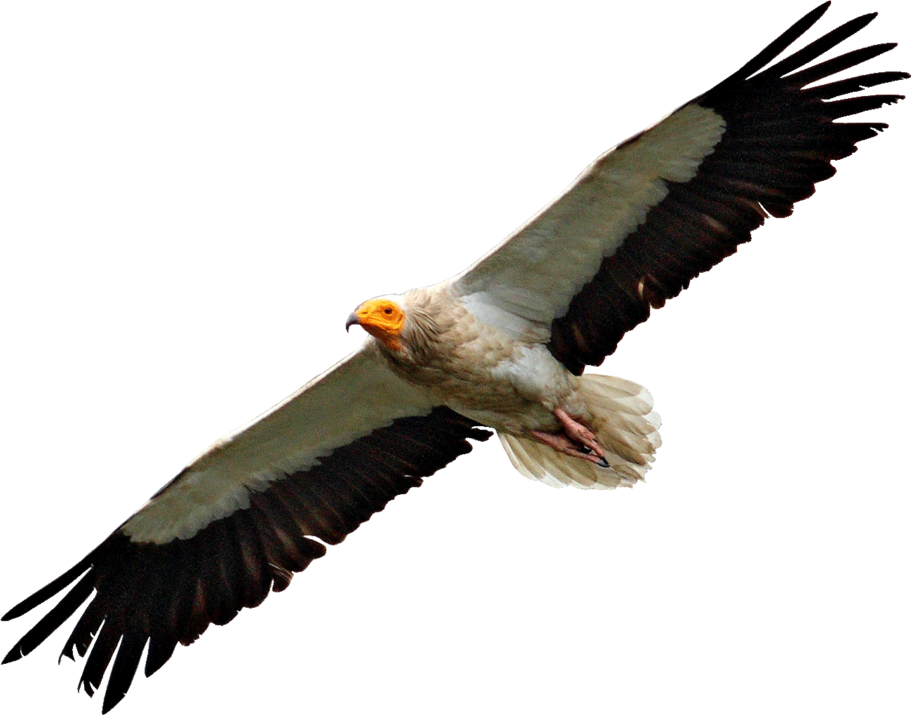 Egyptian Vulture Flying - Vulture Png (1374x1092)