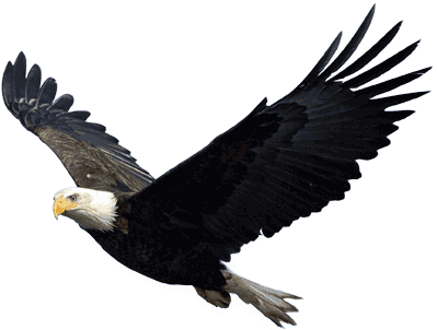 Flying Eagle - Eagle Png (399x302)