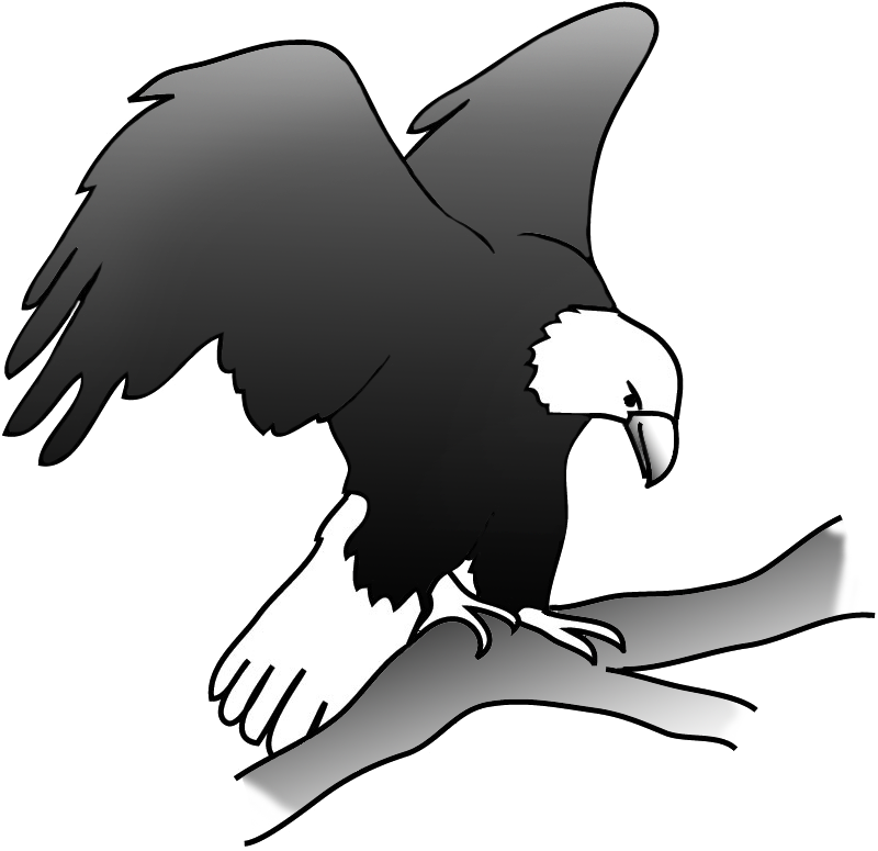 Eagle Drawing On Branch, Outlined Sketch Bald Eagle - Silhouette (800x775)