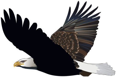 Bird, Eagle, Flying, Feather, Nature - Bonnet (492x340)