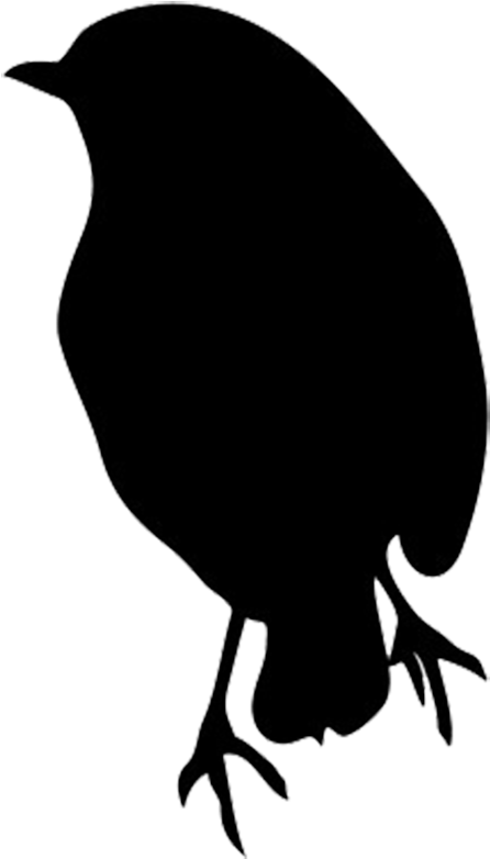 Silhouette Of Robin - Robin Bird Black And White (612x938)