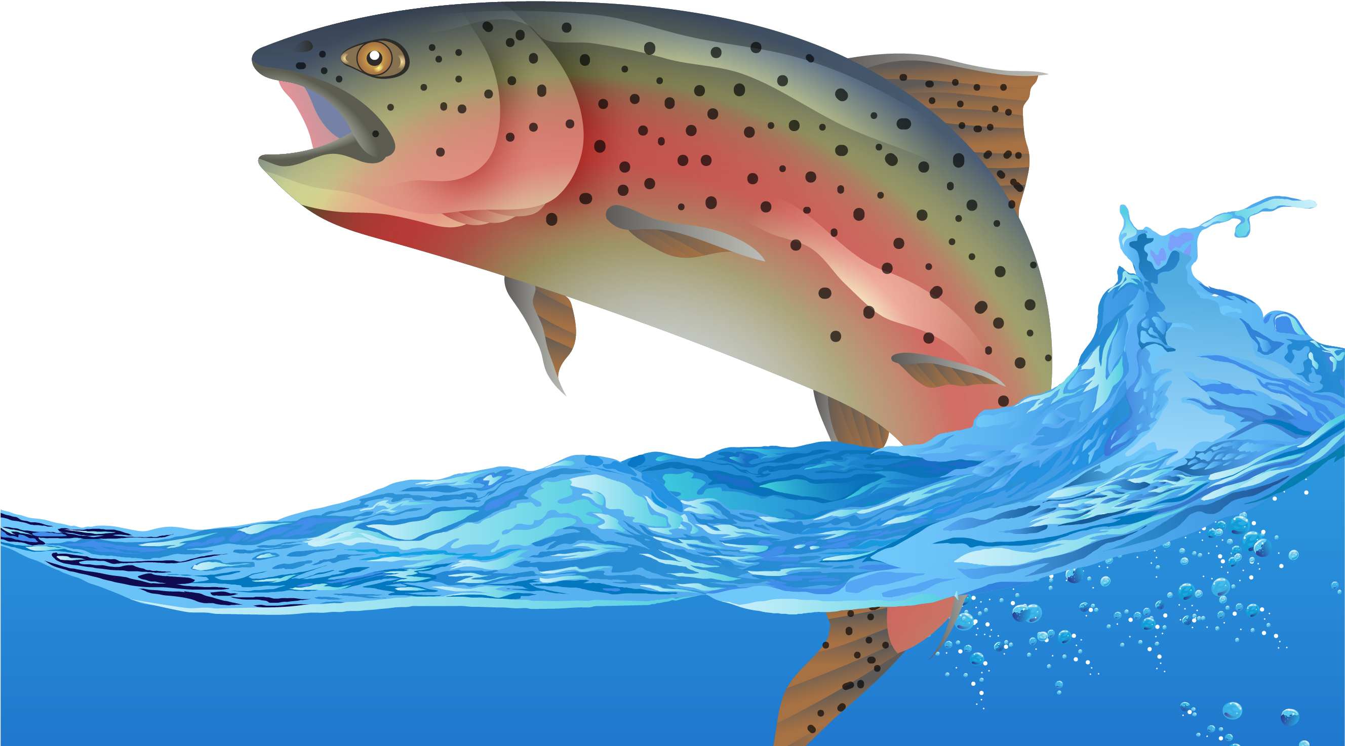Rainbow Trout Fish Euclidean Vector - Fish (3132x1625)