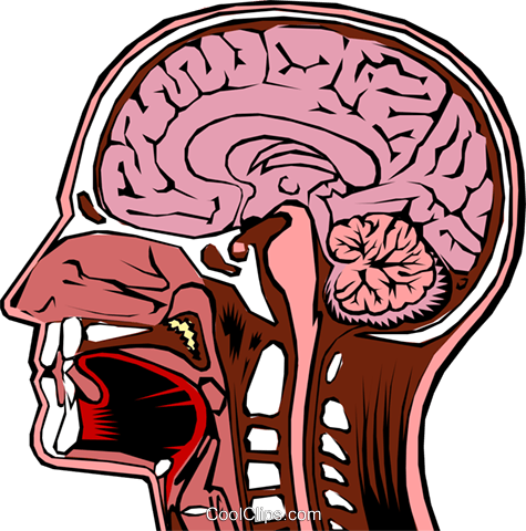 Human Head Brain Clipart For Kids - Nervous System Brain Function (475x480)