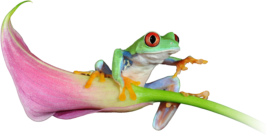 See Our Latest Website Projects - Red-eyed Tree Frog (913x510)