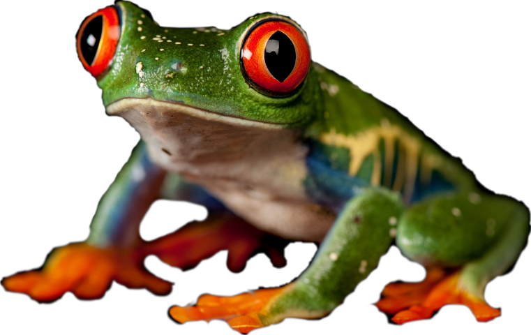 Red Eyed Tree Frog (761x480)
