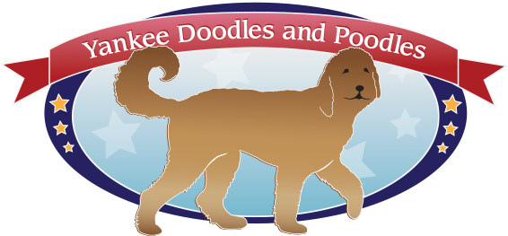 Goldendoodle & Dog Grooming Services In Avella Pa - Companion Dog (566x263)