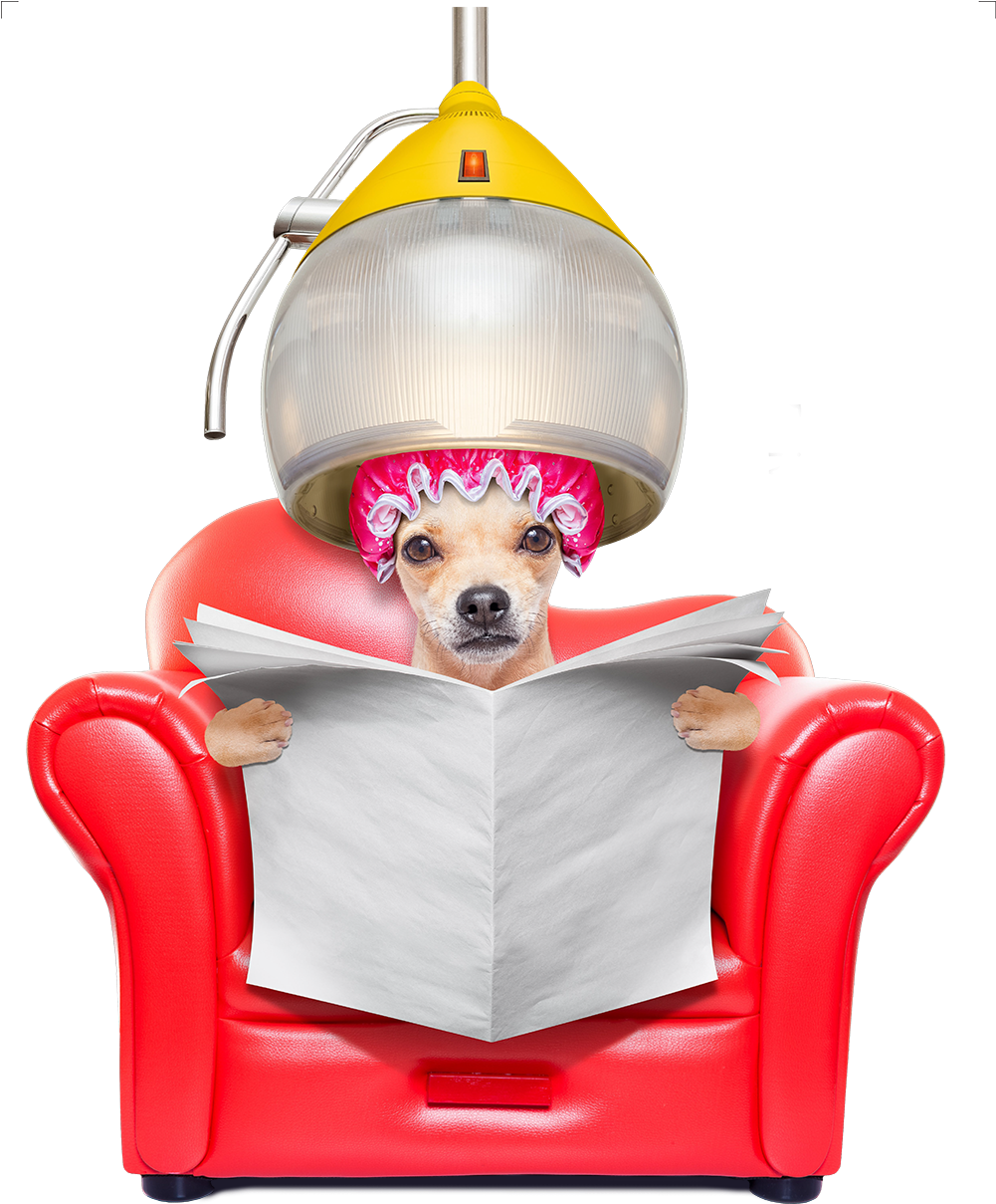 Chihuahua Dachshund Jack Russell Terrier Pug Dog Grooming - Dog In Salon Chair (1000x1249)