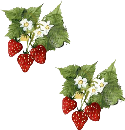 Blackberry Plants, Kitchen Images, Felt Food, Fruit - Felt (500x515)