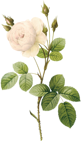 White Rose Png , Flower - White Flower Illustration Png (280x478)