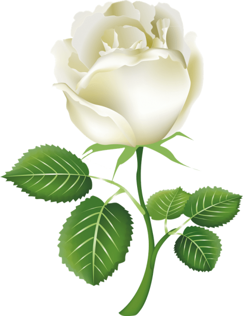 Free Png White Roses Png Images Transparent - White Rose Png (480x622)