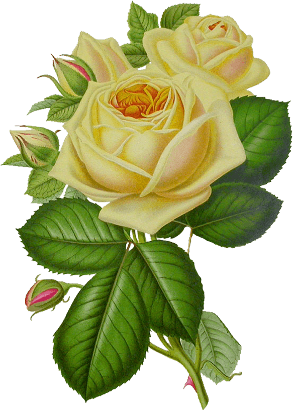 Free Png White Roses Png Images Transparent - Gif Roses And Butterfly (583x816)