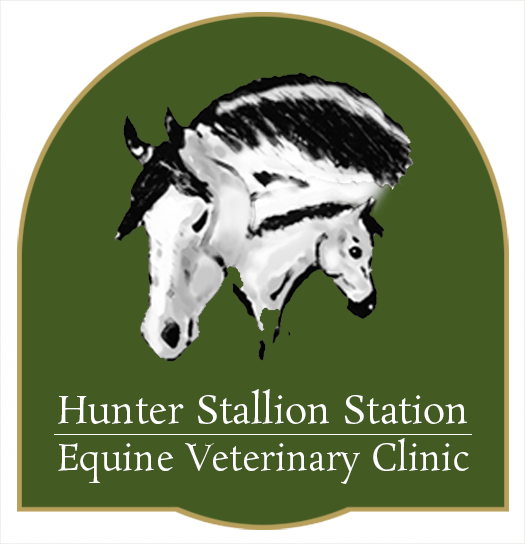 Hunter Stallion Sta Equine Vet (525x544)