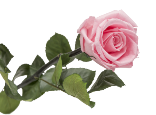 Garden Roses Centifolia Roses Floribunda Cut Flowers - Rose Éternelle Blanche (501x501)