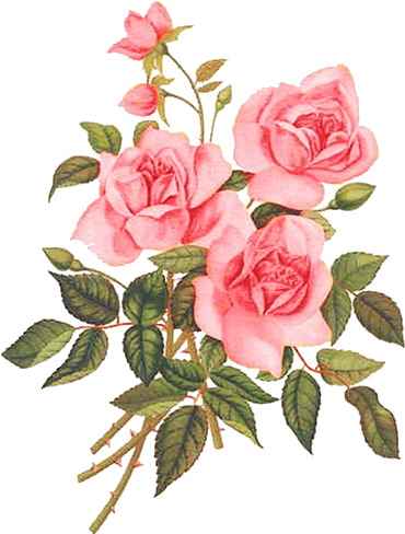 Mr - Rosa Vector Vintage Png (397x515)