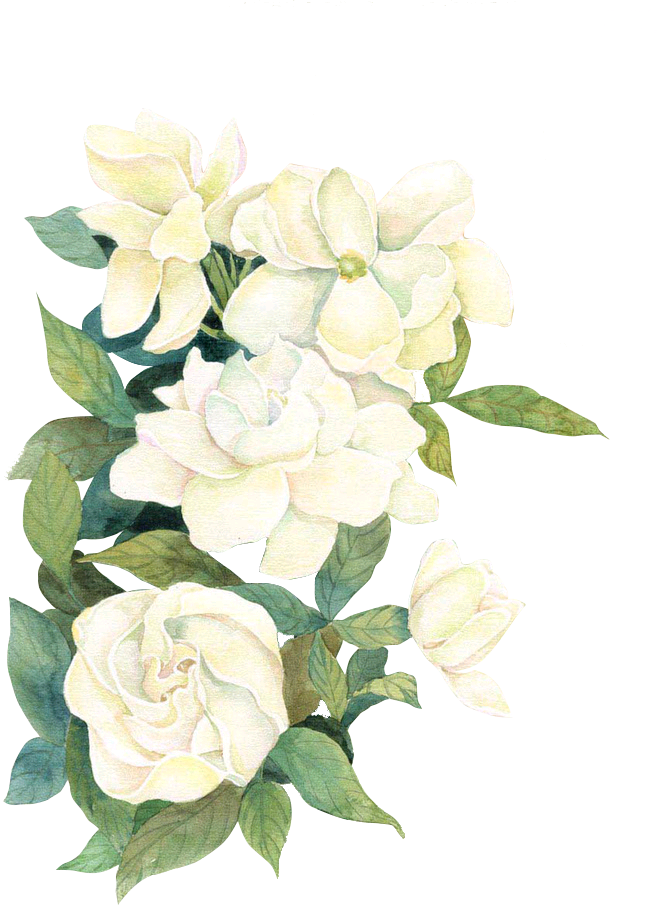 White Watercolor Flwoers - Flores Brancas Png (658x905)
