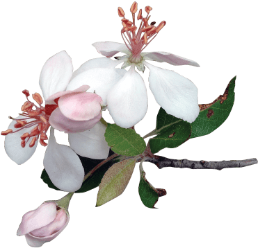 Watercolor Bouquet Transparent - Apple Flowers Png (400x400)