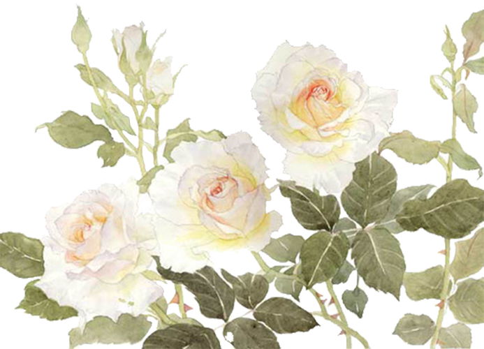 Garden Roses Centifolia Roses Flower White - White Flower Watercolor Png (693x500)