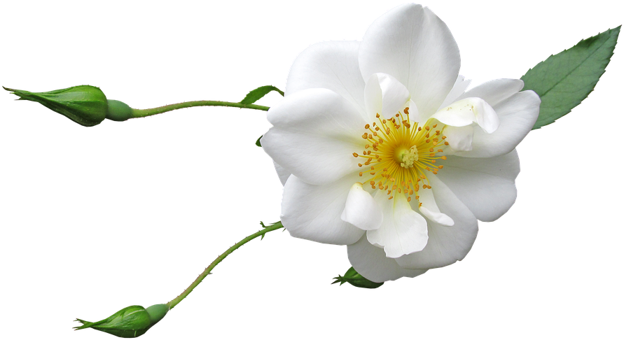 Rose, Flower, Buds, White, Bloom, Garden - Rose (960x540)