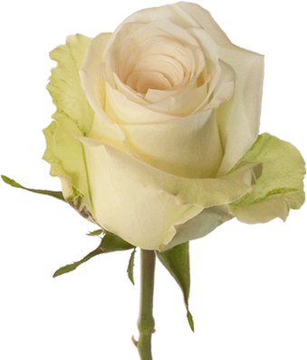 Cream - Rose Flower Cream (380x430)