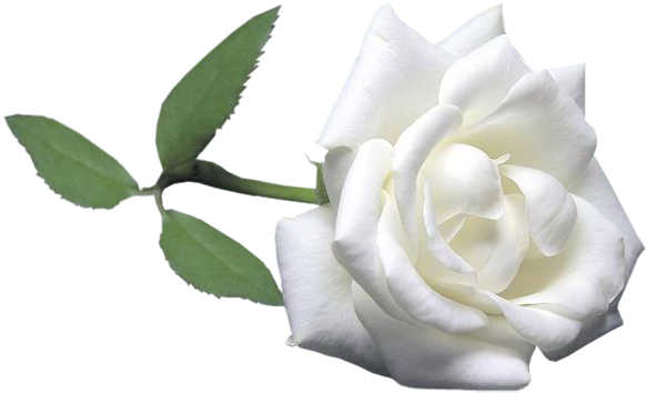 White Roseswhite - Tubes Roses (600x401)