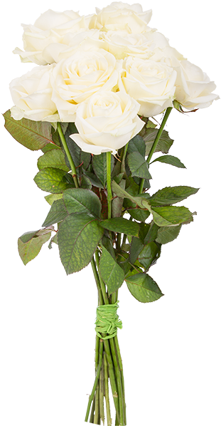 White Roses In Bouquets - Garden Roses (600x600)