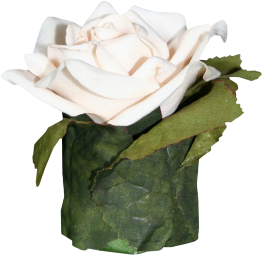 White Roses - Beach Rose (600x581)