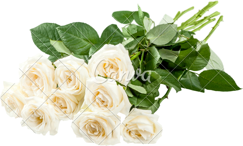 Nine White Roses - Photography (800x483)