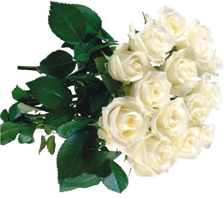 White Roses In Bouquets - Букет Белых Роз Клипарт (801x699)