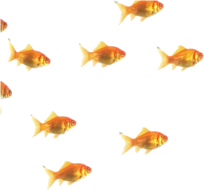 Png//gifs - Swimming Fish Gif (500x375)