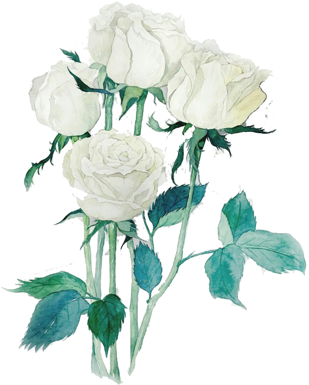 Garden Roses Beach Rose Centifolia Roses White Watercolor - Rose (960x960)