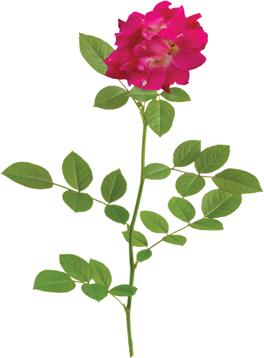 The Red Drift® Rose - Natural Flower Png (1000x1331)
