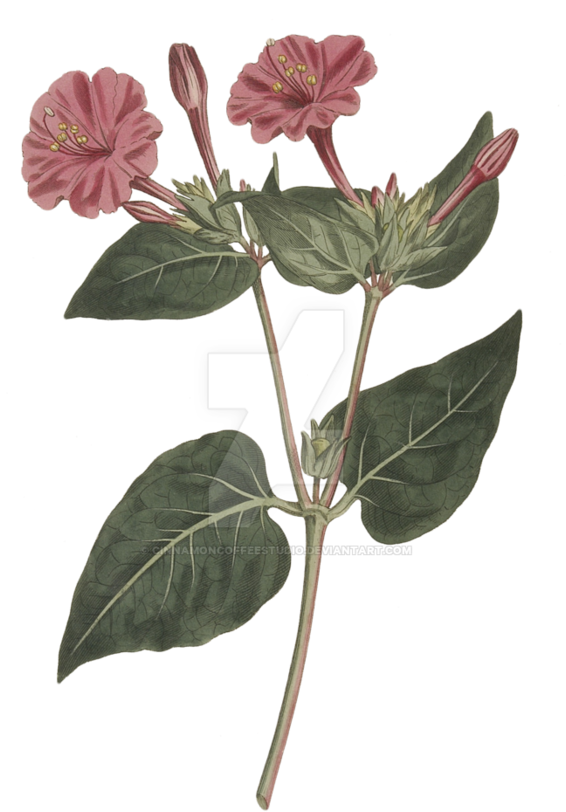 Vintage Flower Png - Early Scottish Gardeners And Their Plants 1650-1750 (894x894)