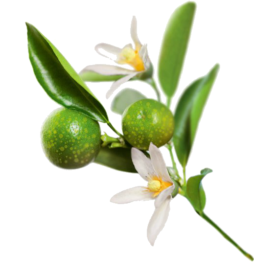 Jurlique Fruit Enzyme Exfoliator (50ml) (568x580)