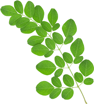 Organic Moringa Leaves Extract Standardized For - Moringa Leaves In Dubai (500x500)