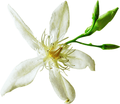 Organic Wrightia Tinctoria Extract Standardized For - Perforate St John's Wort (500x500)