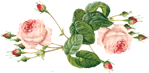 Rose,the Queen Of Flowers / June Feature By Natural-sensuality - Ravel Smetana Tchaikovsky & Bolero Moldau Romeo (511x250)