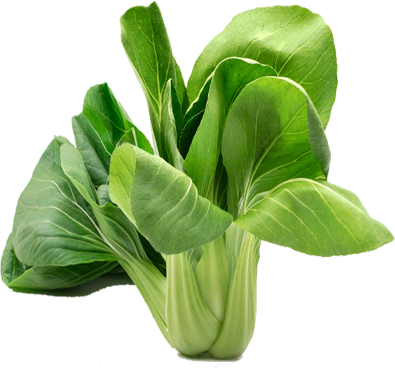 Monstera Deliciosa (2048x2048)