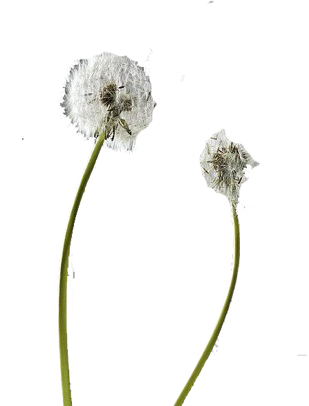 Flower Dandelion Pissenlit Plant - Modern Law Of Contract (450x600)